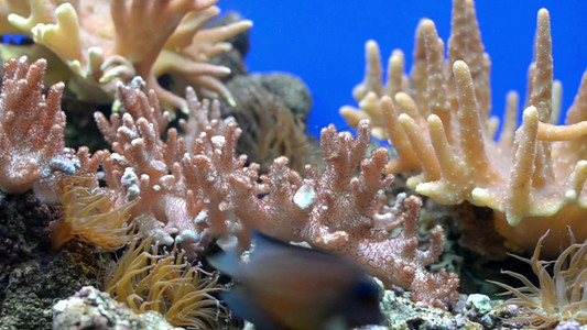 珊瑚鱼儿水下近距