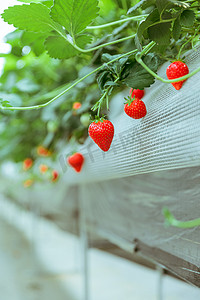 草莓园采摘夏天草莓特写户外无摄影图配图