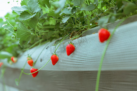 清新美食水果摄影照片_草莓采摘白天草莓园的草莓户外无摄影图配图