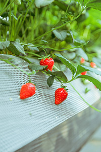 夏天摄影照片_草莓采摘白天草莓特写户外无摄影图配图