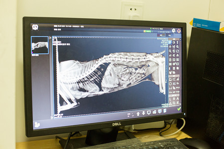 宠物看病摄影照片_宠物护理看病绝育生病骨骼摄影图配图