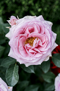 玫瑰金底纹摄影照片_花园花圃粉色洋玫瑰植物摄影图配图