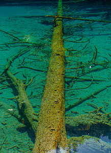 一碗清水摄影照片_四川九寨沟清澈湖水里的树木摄影图配图