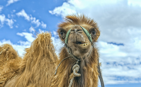 骆驼上午骆驼夏季素材摄影图配图