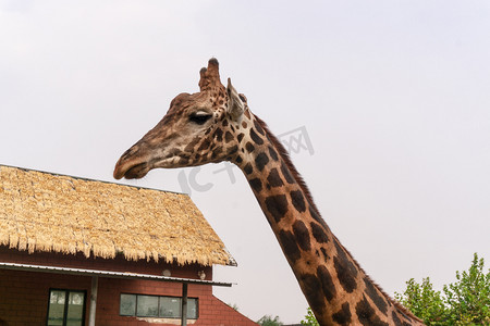 动物园可爱长脖子动物长颈鹿摄影图配图
