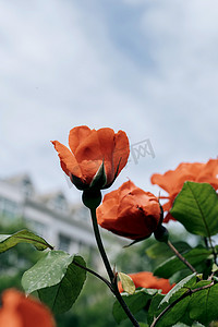 夏季植物花卉月季花风景摄影图配图