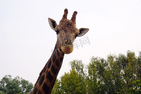 可爱动物园朋友长颈鹿动物摄影图配图