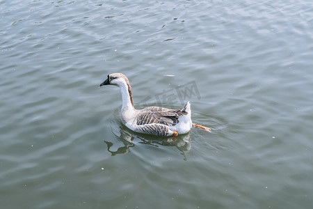 一只在浮水觅食大雁动物摄影图配图