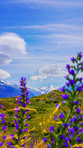 紫色渐变远山摄影照片_雪山风景画中午紫色花花国外壁纸摄影图配图