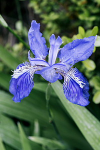 公园观赏花植物花卉蓝色鸢尾花摄影图配图