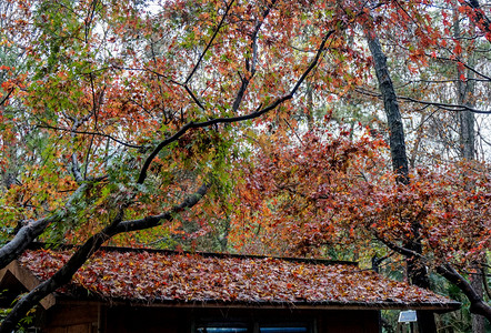 秋天植物秋季立秋枫树秋风落叶摄影图摄影图配图