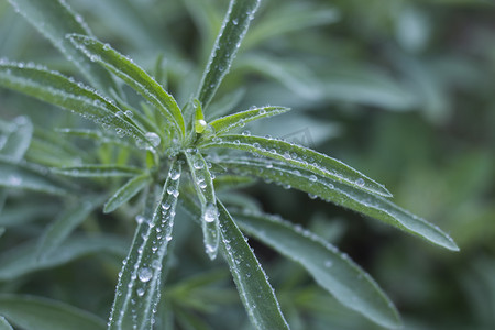 雨水摄影照片_白露白天水珠室外俯拍摄影图配图