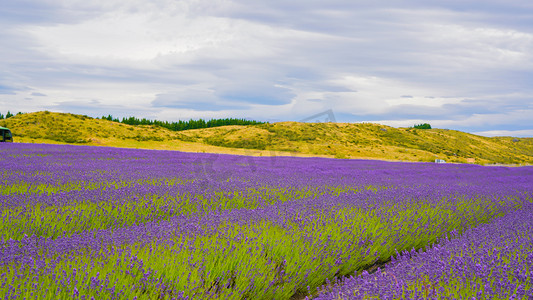 薰衣草下午lavender花海风景摄影图配图