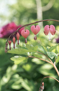 夏日浪漫的荷包牡丹植物心型花摄影图配图