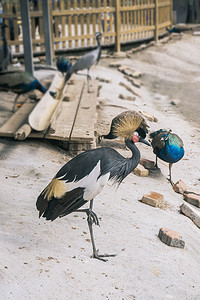 黑白动物摄影照片_动物园美丽的灰冠鹤孔雀珍稀动物摄影图配图