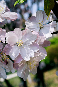 淡绿色卷轴摄影照片_一簇清新淡粉色海棠花植物摄影图配图