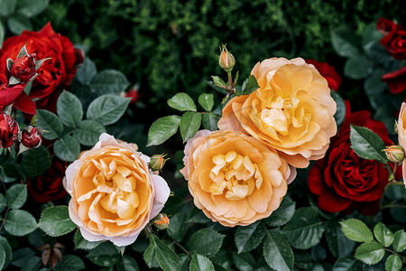 玫瑰摄影照片_七夕自然风景花园洋玫瑰花圃摄影图配图