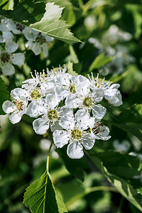 果树枝头花卉白色山楂花摄影图配图