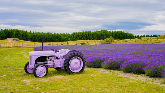 紫色拖拉机下午薰衣草旅游风景摄影图配图