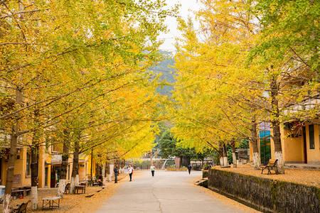 树叶黄了早上树马路风景摄影图配图