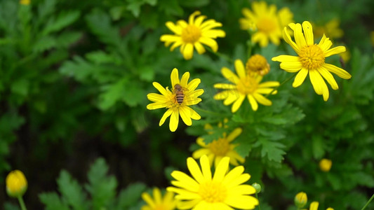 蜜蜂采花摄影照片_蜜蜂采蜜