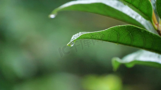 寒露摄影照片_雨中绿叶雨中绿植