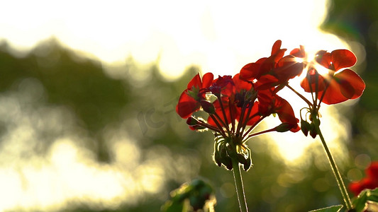 夏天唯美阳光透过红色鲜花光影