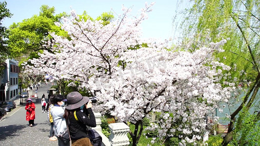 樱花飞舞摄影照片_公园踏春樱花飞舞