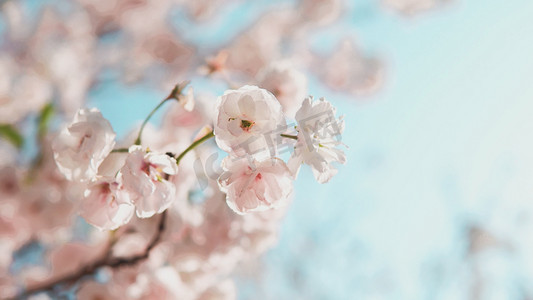 唯美粉色清新摄影照片_唯美小清新自然盛开樱花树