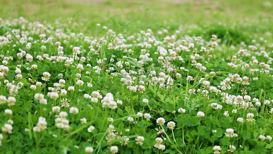 春天清风浮动的花草