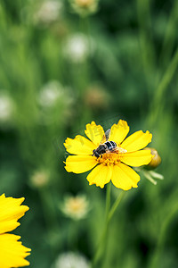 鸟趴在鸟窝里摄影照片_一只趴在金鸡菊小黄花上的蜜蜂摄影图配图