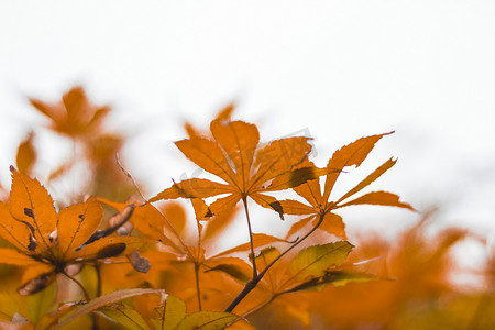 秋季枫叶摄影图