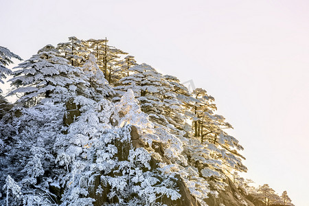 山峰摄影照片_冬天松树和山峰摄影图