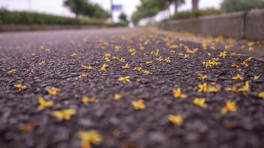 桂花乌龙茶茶叶摄影照片_秋天桂花马路摄影图