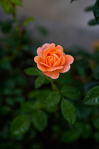 雨中下午玫瑰花室外花园摄影摄影图配图