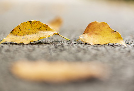 叶子变黄变红变褐摄影照片_秋天地上落叶摄影图