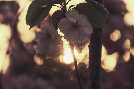 夕阳桃花摄影图
