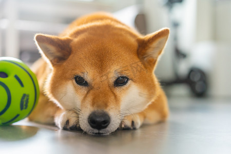 禁止猎杀动物海报摄影照片_宠物柴犬狗摄影图