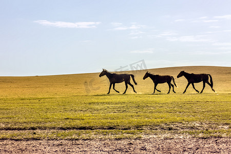 马和草原摄影图