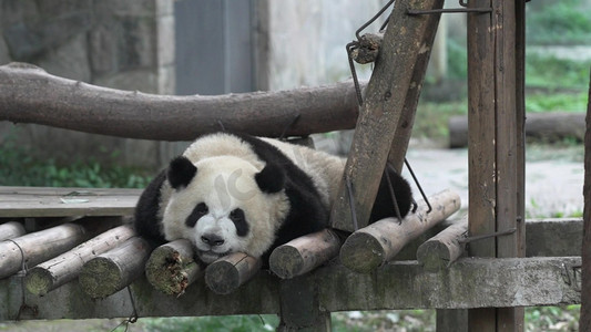 熊猫睡觉吃竹子