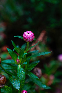 雨中花朵摄影照片_花园下午开苞的紫色小花室外摄影摄影图配图