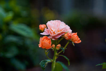 下雨中下午玫瑰花群室外花园摄影摄影图配图