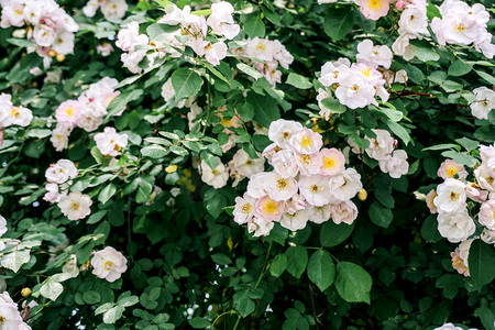 自然风景藤蔓植物蔷薇摄影图配图