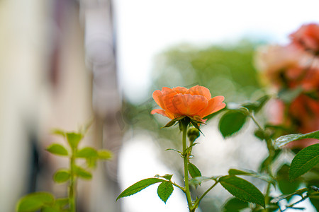 雨中花朵摄影照片_花园下午橙色玫瑰花花园摄影摄影图配图