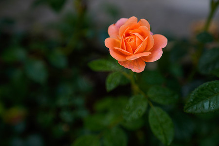 雨中下午橙色玫瑰花室外花园摄影摄影图配图