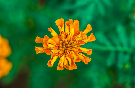 橙色小花摄影图