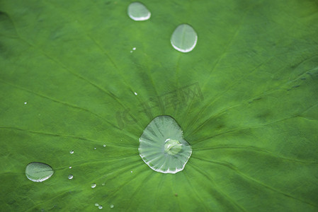 露水摄影照片_荷叶露珠摄影图