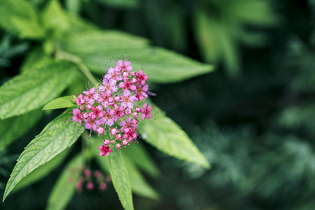 自然花卉植物粉色小型花朵摄影图配图