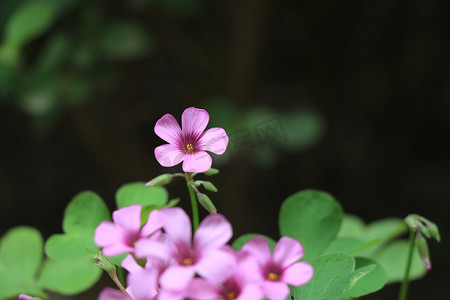 粉色小花摄影图