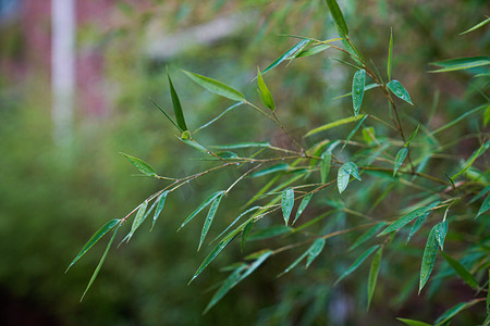 雨中下午竹子花园摄影摄影图配图